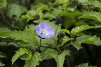 Nicandra physalodes - Shoo fly plant