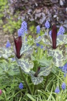 Trillium sessile 'Rubrum' and Muscari armeniacum