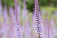 Veronicastrum 'Adoration' - Culver's root