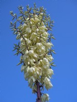 Yucca rostrata in flower August Summer