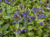 Pulmonaria 'Weetwood Blue' in flower mid April Norfolk