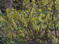  Stachyrus praecox  March Norfolk