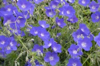 Geranium 'Johnson's Blue' at Aberglasney Gardens Carmarthenshire Wales