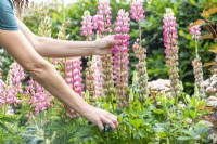 Woman dead heading a Lupinus 'The Chatelaine Pink'