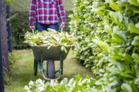 Woman pushing wheelbarrow full of hedge trimmings