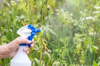 Spraying blackfly with soapy water