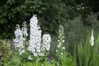 Delphinium 'Magic Fountains Pure White' and Foeniculum vulgare Purpureum