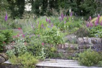 Stone retaining wall with Centranthus ruber - Red Valerian - and wooden seat. Beyond flowerbeds with Digitalis, Lupinus, Geranium and Stipa gigantea