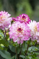 Dahlia 'Sincerity' - Decorative dahlia