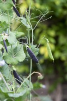 Pisum sativum 'Purple Magnolia' - Purple-podded sugar snap pea