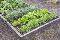 Raised bed with Parsley, Lettuce 'All Year Round', Cabbage 'Greyhound' and Spring onions