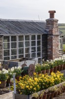 Narcissus 'Tete a Tete' in a raised bed, rows of flowering bulbs in pots in front of outbuilding with water tank and hose reel.