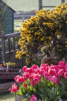 Colourful garden filled with spring bulbs. Tulipa 'Van Eijk' in foreground, Gorse bush behind