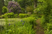 Marginal planting such as Iris and Ferns. Rhododendron beyond in the Stream Garden