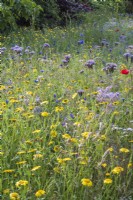Wildflower meadow with cornfield annuals - Glebionis segetum, borage and Phacelia tanacetiflora in foreground