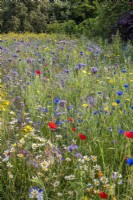 Wildflower meadow with cornfield annuals and grasses