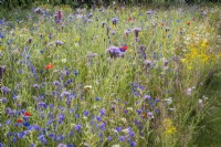 Wildflower meadow with cornfield annuals and grasses