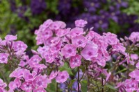 Phlox paniculata 'Droitwich Salt'