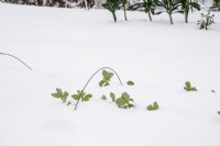 Broad Bean 'Aquadulce Claudia', buried in snow