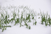 Snow on Spring Onions 'Matrix' and 'White Lisbon'