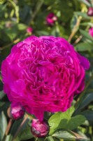 Paeonia 'Karl Rosenfeld'