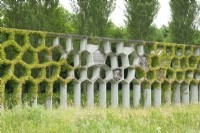 Climbing plants occupy the pergpla. Places for shelter and nesting for different animals.