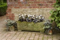 Rustic trough planted with purple leaved begonias flanked with pots of Japanese painted ferns, Athyrium niponicum var. pictum, in July
