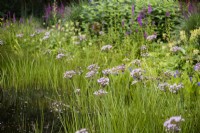 Butomus umbellatus, the flowering rush, in July