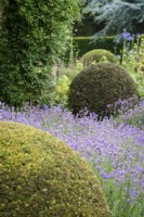 Tightly clipped Taxus - yew balls with Lavandula - Lavender in July