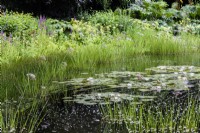 Naturalistic pond with white water lilies fringed with reeds and flowering rush, Butomus umbellatus, in July