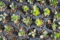 Small plants of sedum in growing trays 