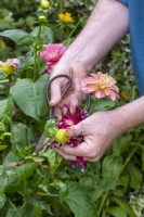 Gardener deadheading spent Dahlia flowers