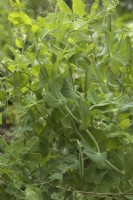 Pisum sativum 'Ambassador' Pea