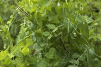 Pisum sativum 'Ambassador' Pea