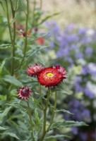 Helichrysum bracteatum scarlet - Strawflower
