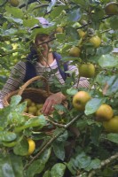 Woman gardener picking crop of russet eating apples in mid October from Malus domestica 'Ashmeads Kernel'