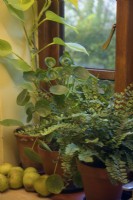 Plants for a north facing windowsill - Pellaea rotundifolia, Epipremnum aureum, Pilea peperomioides