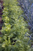 Late summer sown Mizuna and Perpetual Spinach and late transplanted Leek - Allium porrum