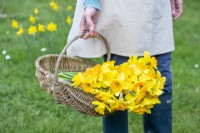 Person carrying picked mixed Narcissus in a woven basket