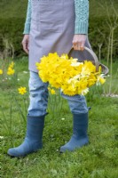Person carrying picked mixed Narcissus in a wooden trug
