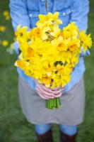 Person holding a bouquet of mixed Narcissus