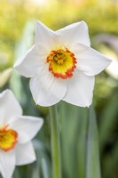 Single Narcissus - Daffodil