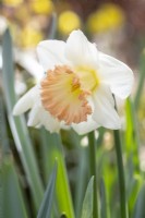 Single Narcissus - Daffodil