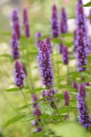 Agastache rugosa Beelicious Purple - Mexican giant hyssop