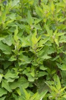 Chenopodium nuttalliae - Huauzontle Aztec Broccoli 