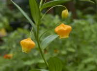 Sandersonia aurantiaca - Chinese lantern lily