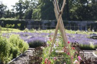 Sweetpeas climbing up twine strung between bamboo canes at Gordon Castle Walled Garden, Scotland in July