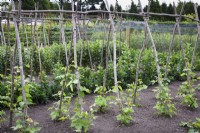 Runner beans climbing up hazel poles at Gordon Castle Walled Garden, Scotland in July