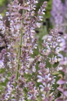 Salvia sclarea var. turkestanica in July