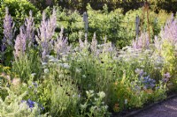 Mixed borders in Gordon Castle Walled Garden, Scotland in July including annuals such as Salvia sclarea var. turkestanica.